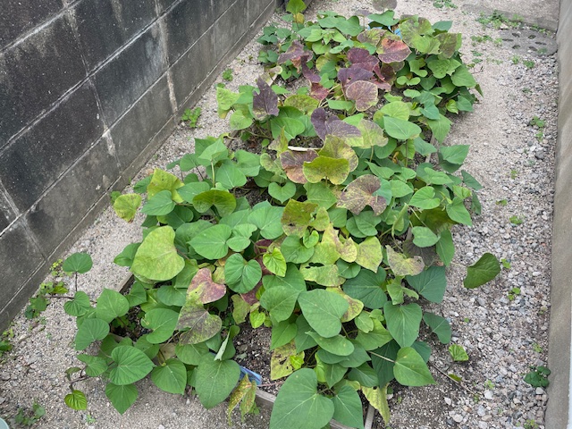 うんとこしょ、どっこいしょ🍠